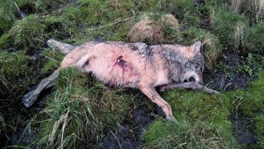 Allemagne : un loup tué par balle