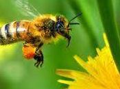 abeilles sont capables manipuler idées abstraites