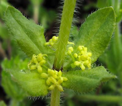 Lamier blanc, Oxalis et le premier Gaillet