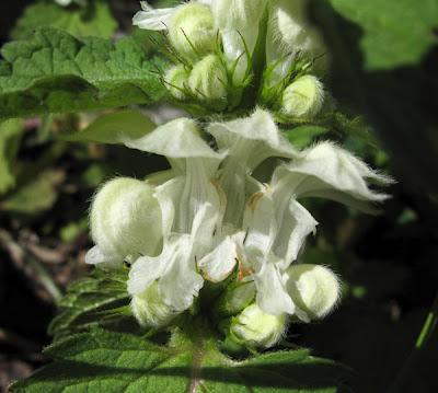 Lamier blanc, Oxalis et le premier Gaillet