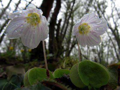 Lamier blanc, Oxalis et le premier Gaillet