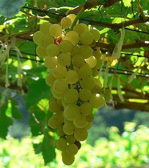 Photo of a cluster of Chenin Blanc grapes.