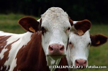 Santé : la vache folle est de retour... aux USA