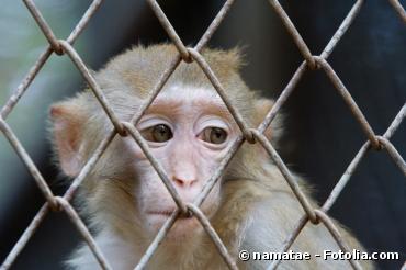 Une étude de Born Free épingle les parcs zoologiques français