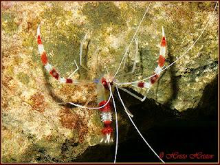 Couleurs lumineuses en partage: vert irridescent des élytres ou des écailles et couleurs caloriques d'un bleu néon des océans