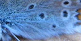 Couleurs lumineuses en partage: vert irridescent des élytres ou des écailles et couleurs caloriques d'un bleu néon des océans