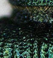 Couleurs lumineuses en partage: vert irridescent des élytres ou des écailles et couleurs caloriques d'un bleu néon des océans