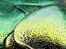 Couleurs lumineuses en partage: vert irridescent des élytres ou des écailles et couleurs caloriques d'un bleu néon des océans