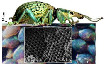 Couleurs lumineuses en partage: vert irridescent des élytres ou des écailles et couleurs caloriques d'un bleu néon des océans