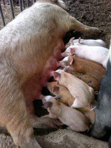 De la place pour tout le monde?