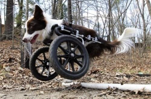 13rooselvelt-disabled-border-collie-wakes-up-happy-every-d.jpeg