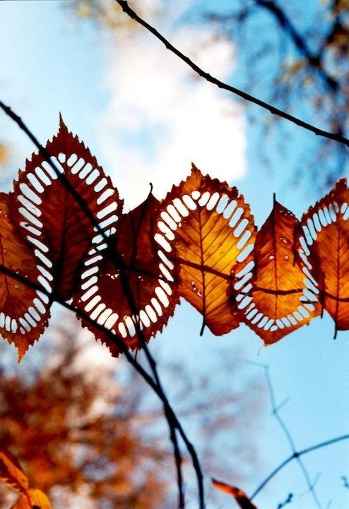 Leaves-by-Walter-Mason.jpeg