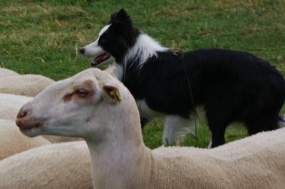 élevage,gironde,aquitaine,santé,alimentation,agriculture