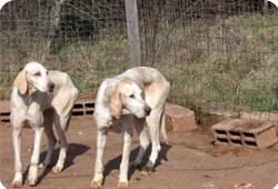 La Fondation 30 Millions d'Amis recueille 11 chiens