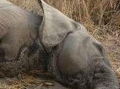 Massacre éléphants Cameroun