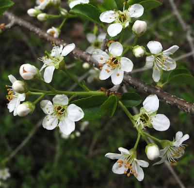 Deux Prunus