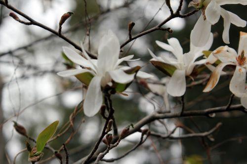 2 magnolia loeb spring snow gb 9 avril 2012.jpg