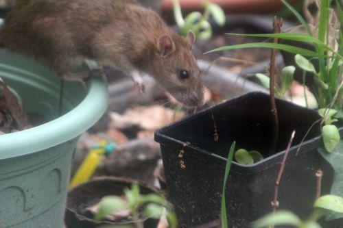 rat 27 avril 2012 058.jpg