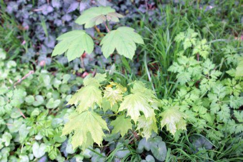 2 veneux 19 avril 2012 009.jpg