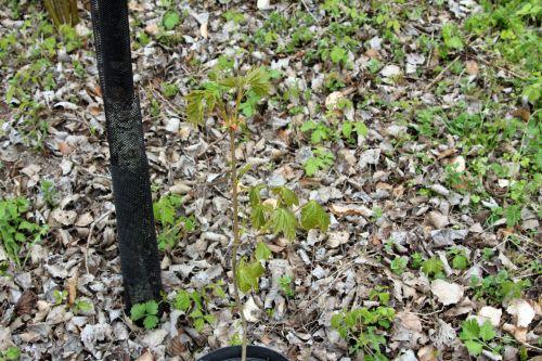 3 romi 20 avril 2012 015.jpg