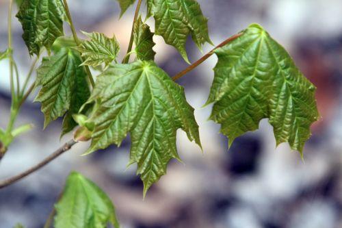 4 romi 20 avril 2012 016.jpg