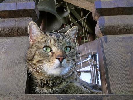 chat sur le clocher