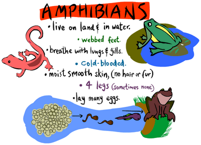 Les amphibiens