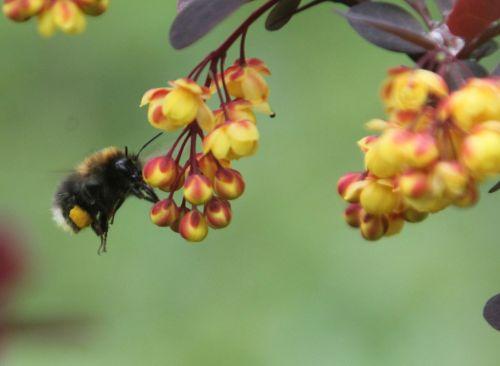 b berberis ottaw bourdon 28 avril 2012 069.jpg