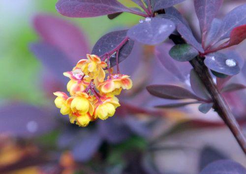 3 berberis ottaw romi 28 avril 2012 093.jpg