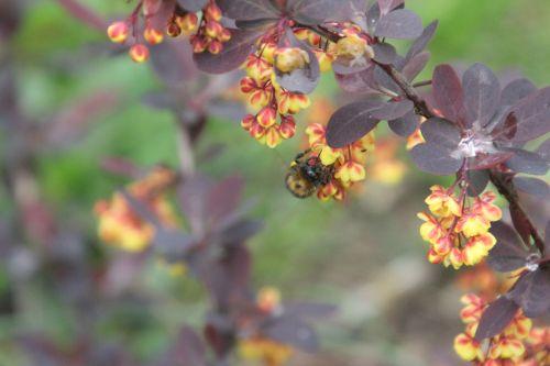 e berberis ottaw romi 28 avril 2012 061.jpg