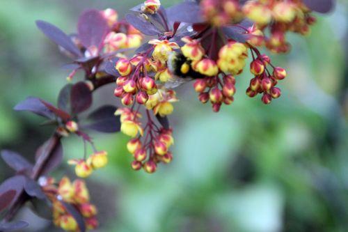 2 berberis ottaw romi 28 avril 2012 092.jpg