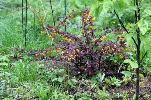 1 berberis ottaw romi 28 avril 2012 097.jpg