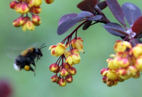 a berberis ottaw bourdon romi 28 avril 2012 070.jpg