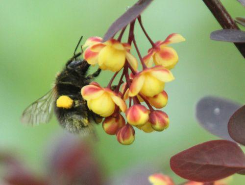 c berberis ottaw bourdon 28 avril 2012 068.jpg
