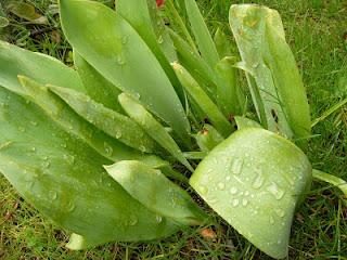 La fête à l'escargouille...