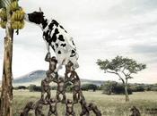 pour Banane, finalement vache normande fait voyage...