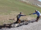 Piolet suisse offert jeune berger kurde