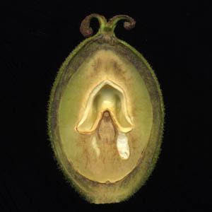 Les montres de Carthagène