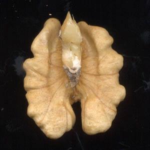 Les montres de Carthagène