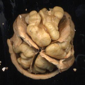 Les montres de Carthagène