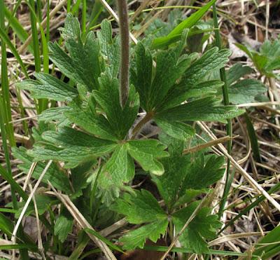 Anémone sauvage (Anemone sylvestris) et Anémone des bois (Anemone nemorosa)
