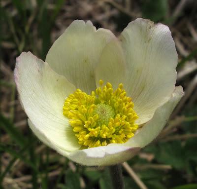 Anémone sauvage (Anemone sylvestris) et Anémone des bois (Anemone nemorosa)