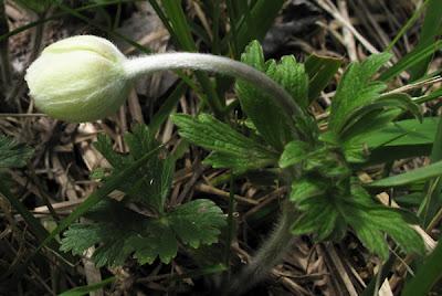 Anémone sauvage (Anemone sylvestris) et Anémone des bois (Anemone nemorosa)
