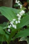 comment conserver votre muguet en pot