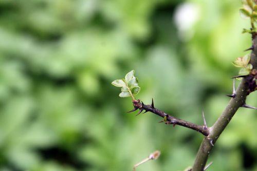 pip romi 28 avril 2012 014.jpg