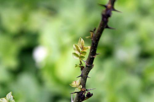 pip romi 28 avril 2012 013.jpg