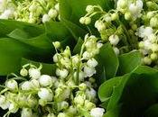 mai, muguet pour vous porter bonheur