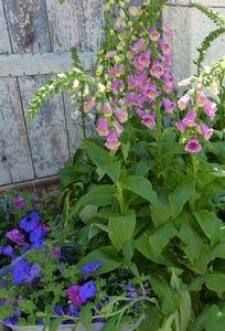 Belle journée à Tournon d'Agenais P1050868