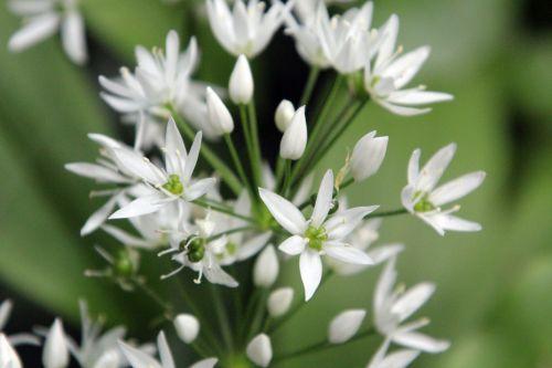 veneux 1 mai 2012 007.jpg