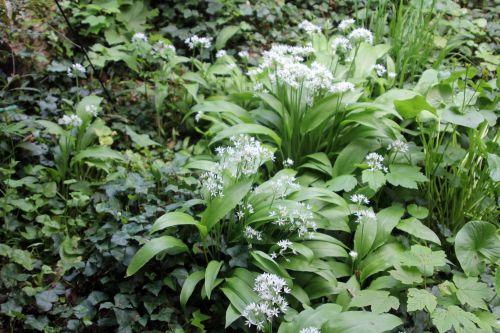 veneux 1 mai 2012 003.jpg